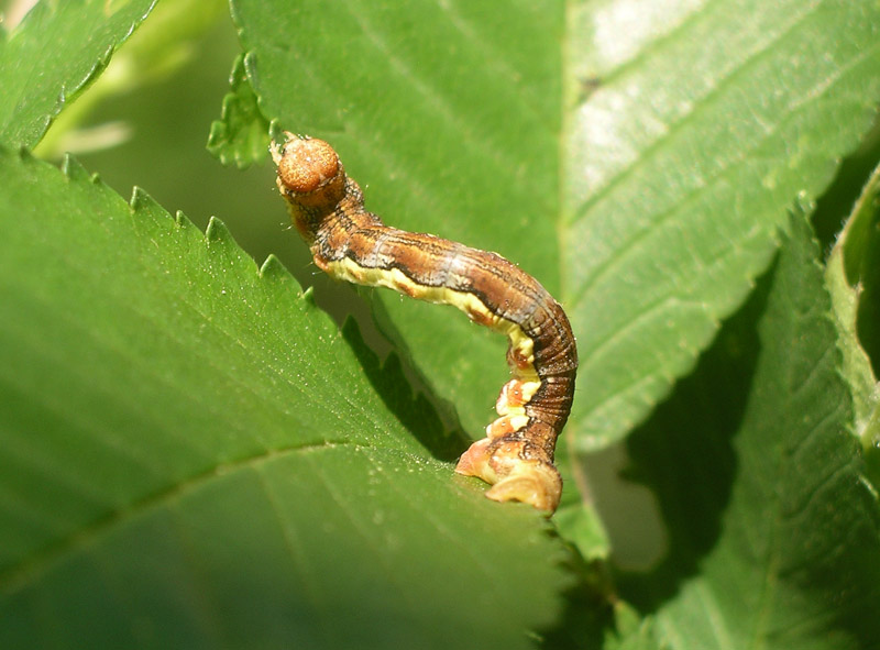 Bruco da determinare : Erannis defoliaria